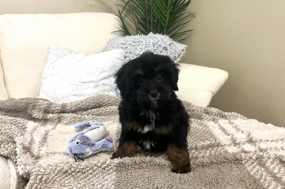 11 week old Mini Aussiedoodle Puppy For Sale - Lone Star Pups