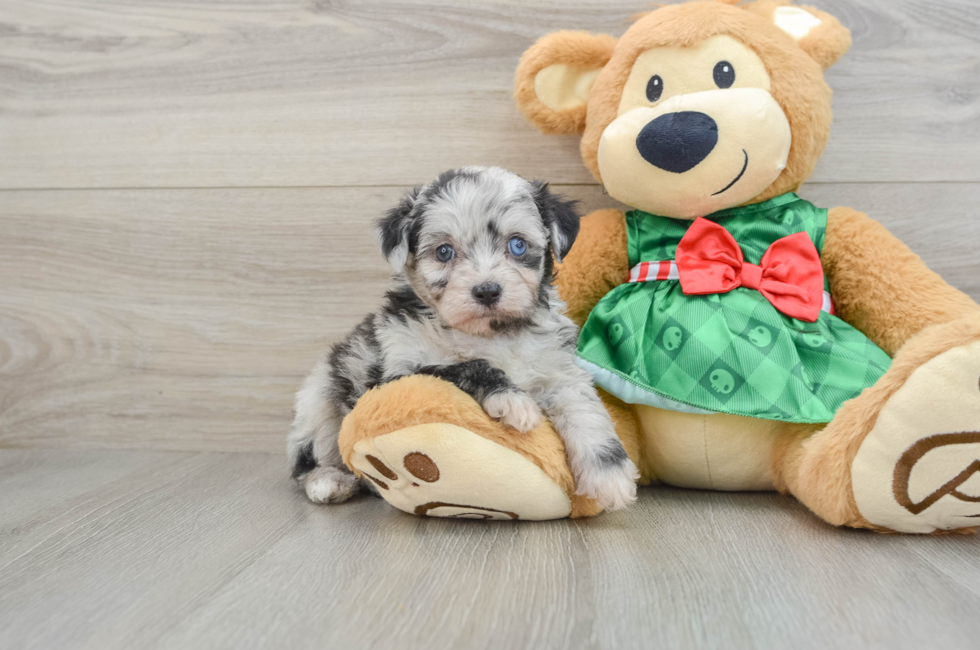 6 week old Mini Aussiedoodle Puppy For Sale - Lone Star Pups