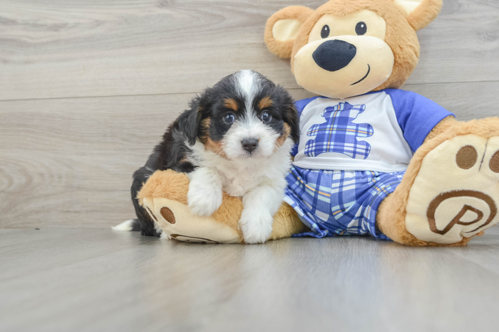 Fluffy Mini Aussiedoodle Poodle Mix Pup