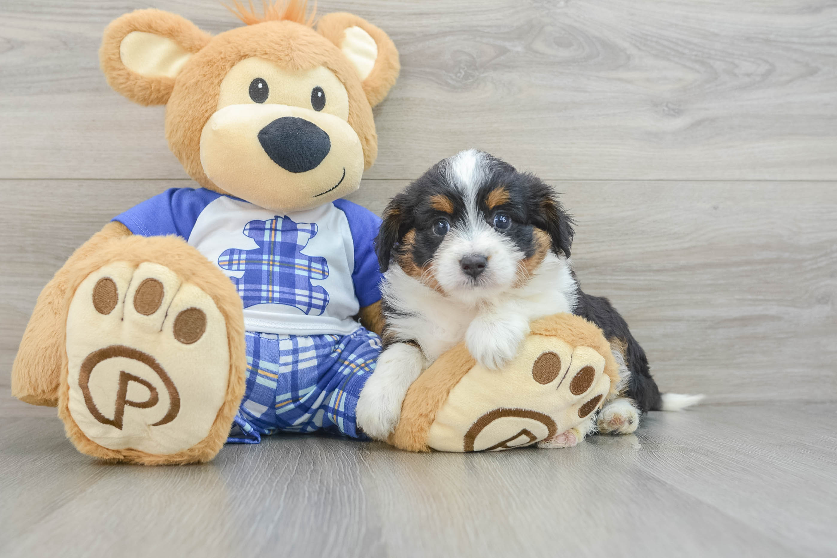 Best Mini Aussiedoodle Baby