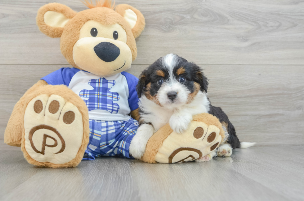 6 week old Mini Aussiedoodle Puppy For Sale - Lone Star Pups