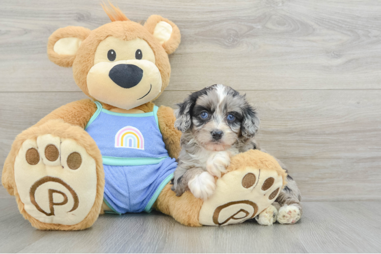 Mini Aussiedoodle Puppy for Adoption