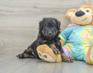 8 week old Mini Aussiedoodle Puppy For Sale - Lone Star Pups