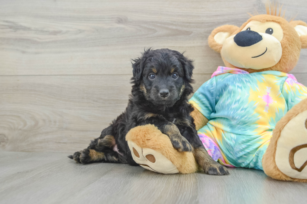 Small Mini Aussiedoodle Baby