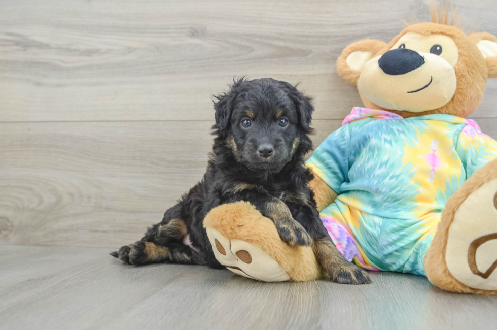 6 week old Mini Aussiedoodle Puppy For Sale - Lone Star Pups