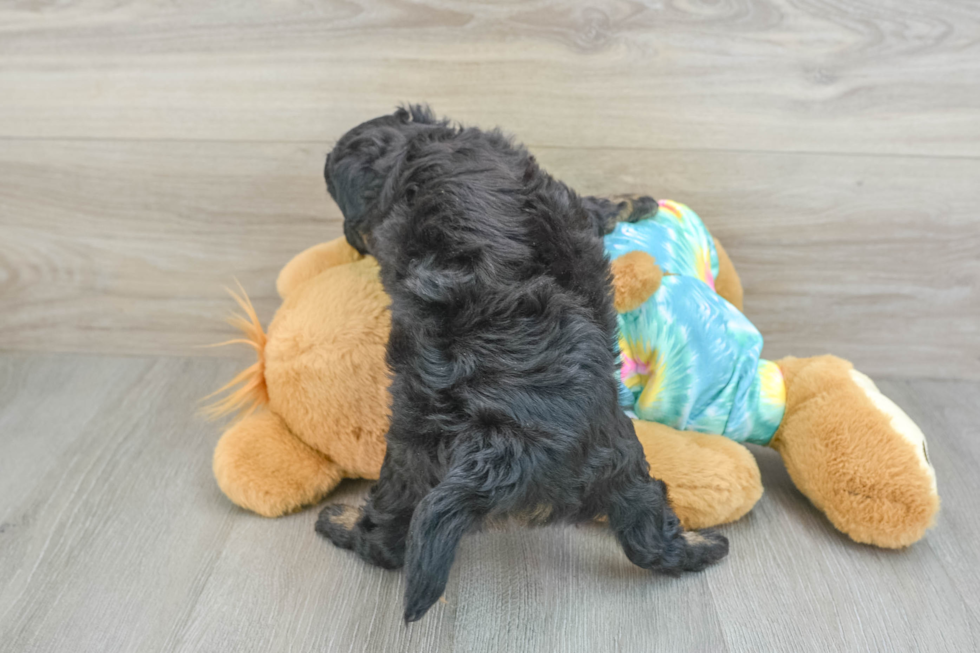 Playful Mini Aussiepoodle Poodle Mix Puppy