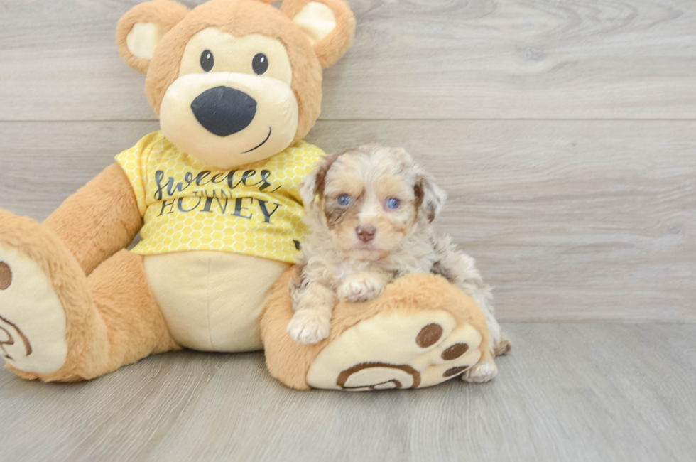 5 week old Mini Aussiedoodle Puppy For Sale - Lone Star Pups