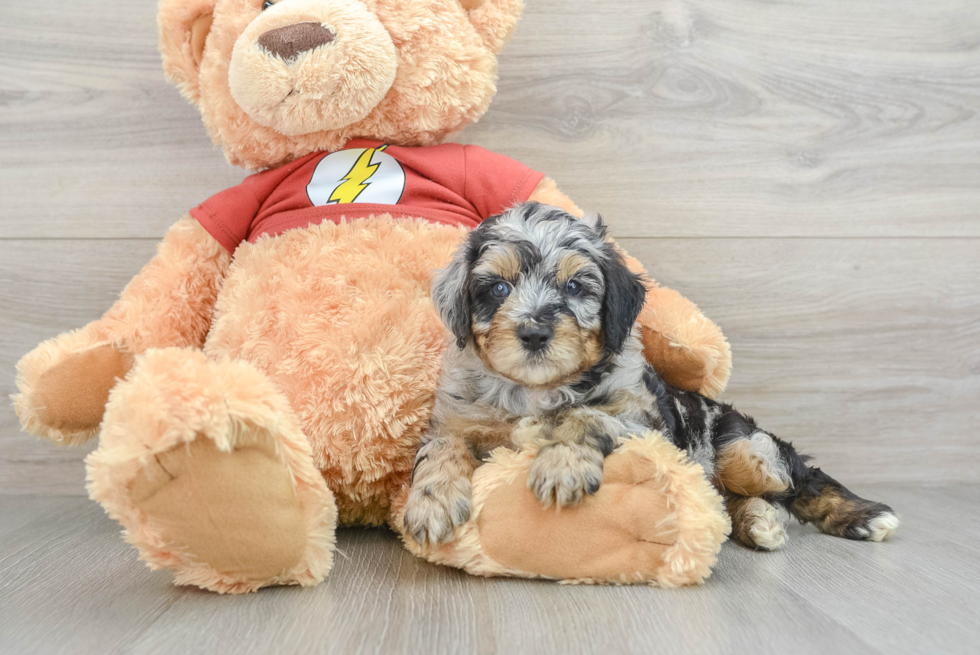 Best Mini Aussiedoodle Baby