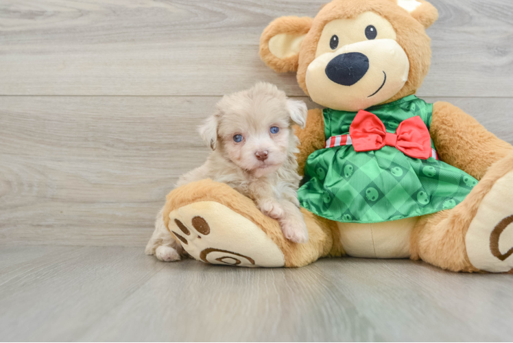 Mini Aussiedoodle Pup Being Cute