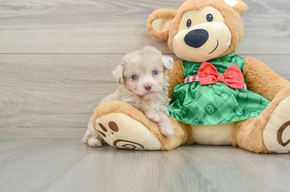 6 week old Mini Aussiedoodle Puppy For Sale - Lone Star Pups