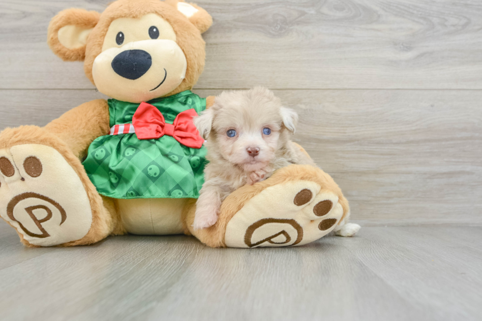 Best Mini Aussiedoodle Baby