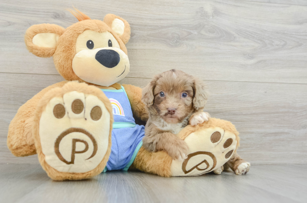 5 week old Mini Aussiedoodle Puppy For Sale - Lone Star Pups