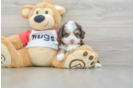 Energetic Aussie Poo Poodle Mix Puppy