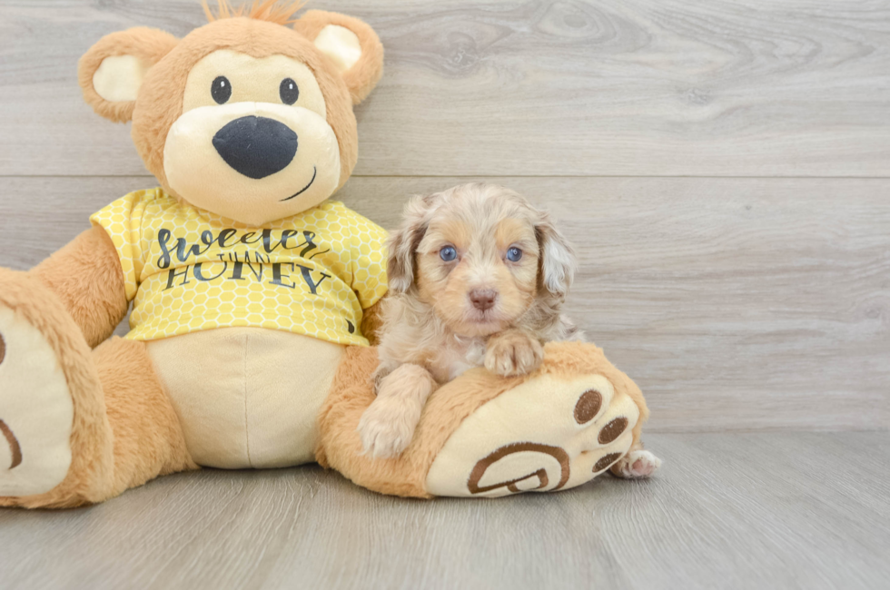 5 week old Mini Aussiedoodle Puppy For Sale - Lone Star Pups