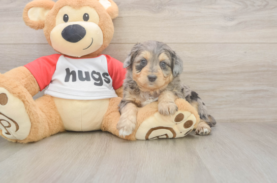 5 week old Mini Aussiedoodle Puppy For Sale - Lone Star Pups Mini Aussiedoodle Puppy for Adoption