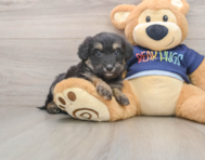 6 week old Mini Aussiedoodle Puppy For Sale - Lone Star Pups