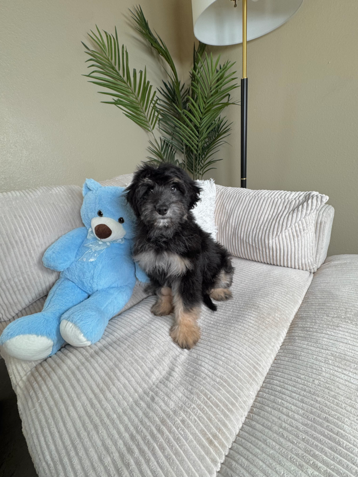 Cute Mini Aussiedoodle Poodle Mix Pup