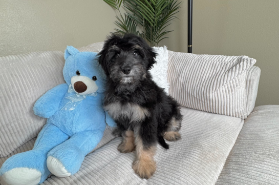 Cute Mini Aussiedoodle Poodle Mix Pup