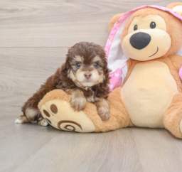 7 week old Mini Aussiedoodle Puppy For Sale - Lone Star Pups