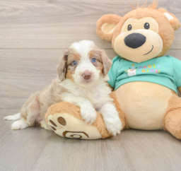 6 week old Mini Aussiedoodle Puppy For Sale - Lone Star Pups