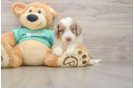 Petite Mini Aussiedoodle Poodle Mix Pup