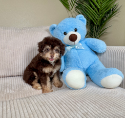 9 week old Mini Aussiedoodle Puppy For Sale - Lone Star Pups