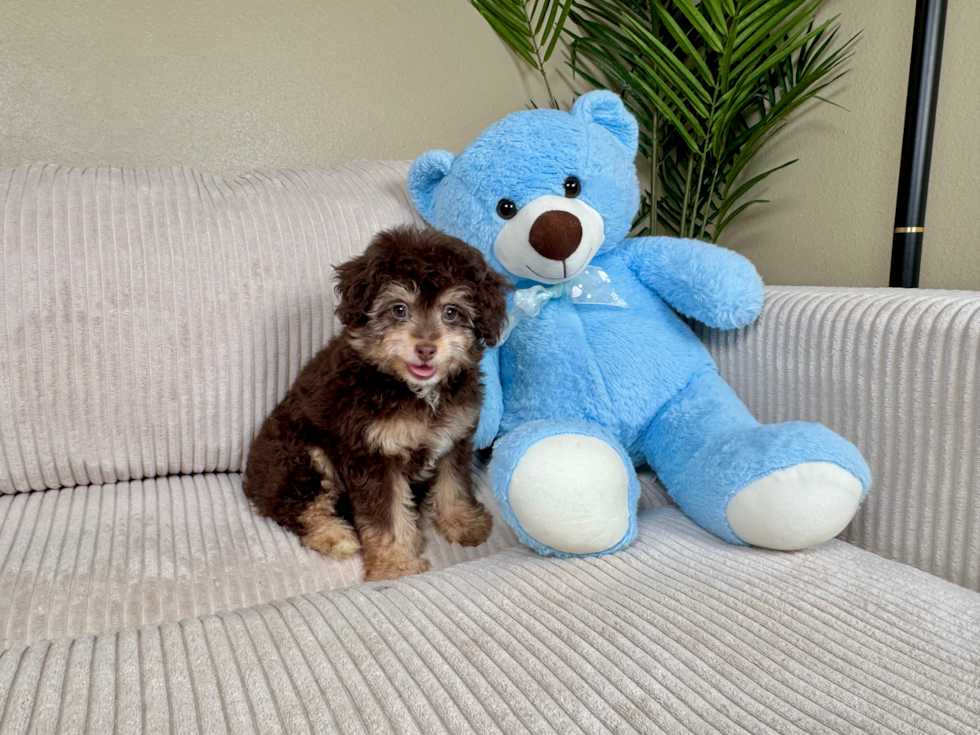 Cute Mini Aussiedoodle Baby