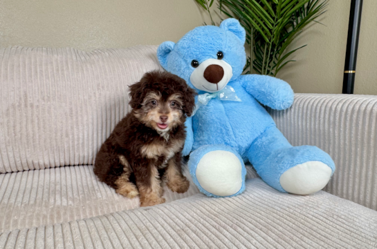 Cute Mini Aussiedoodle Poodle Mix Pup