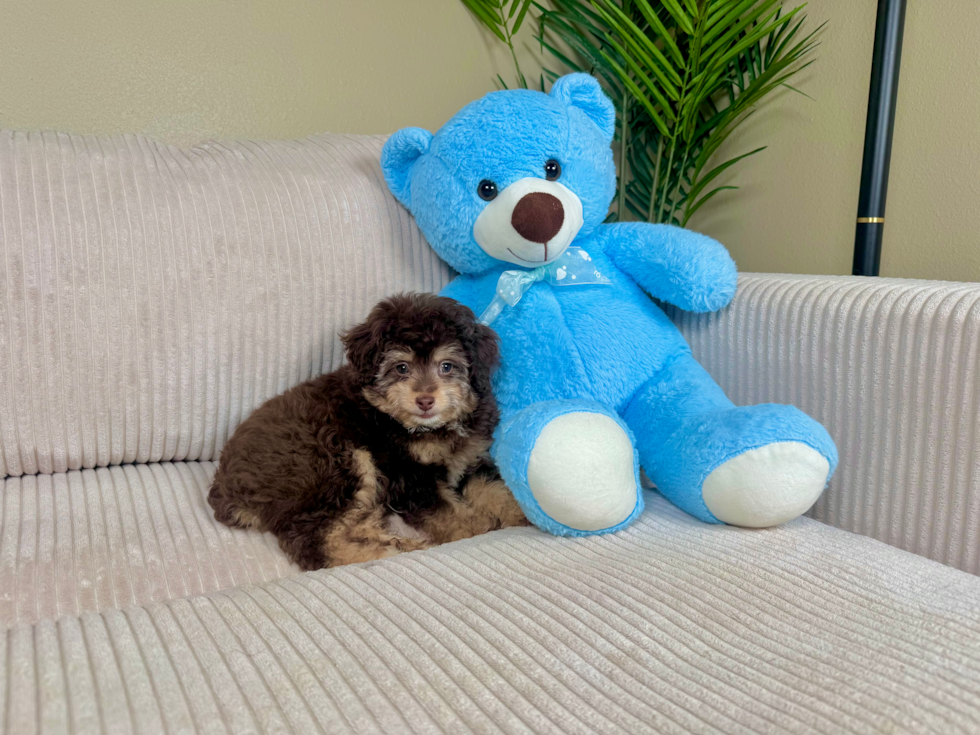 Mini Aussiedoodle Pup Being Cute