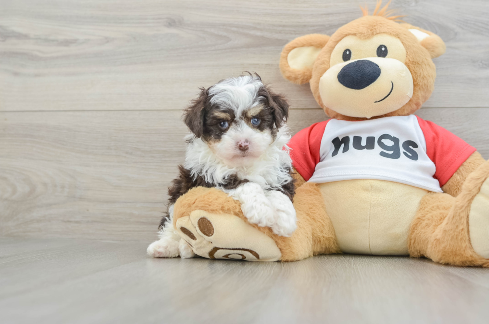 5 week old Mini Aussiedoodle Puppy For Sale - Lone Star Pups