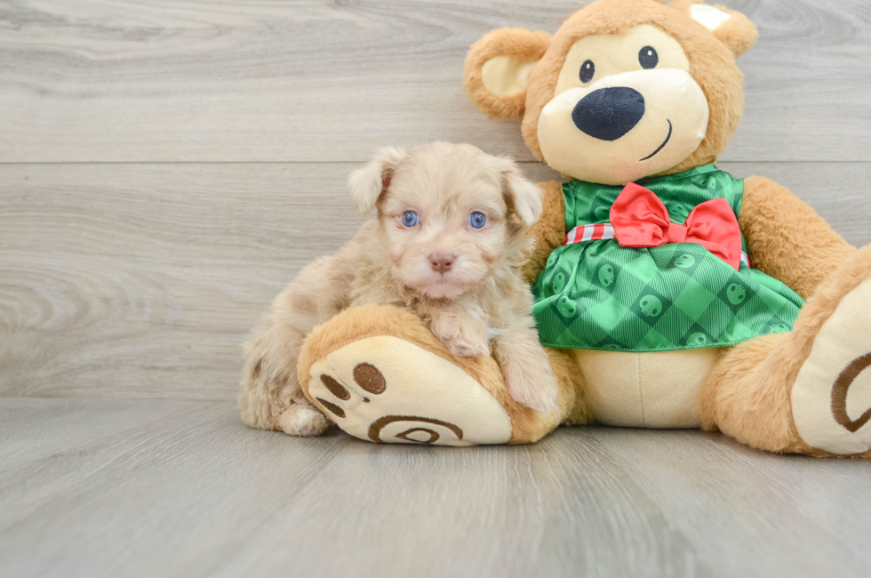 6 week old Mini Aussiedoodle Puppy For Sale - Lone Star Pups