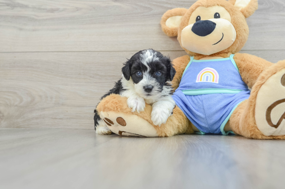 5 week old Mini Aussiedoodle Puppy For Sale - Lone Star Pups