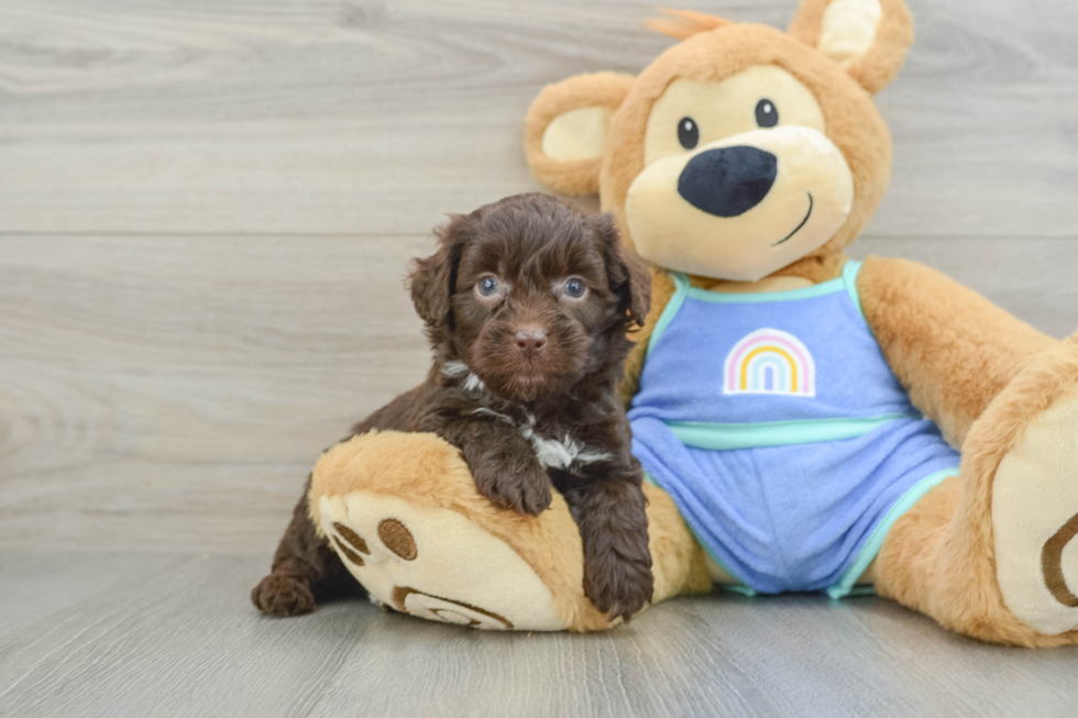 Mini Aussiedoodle Pup Being Cute