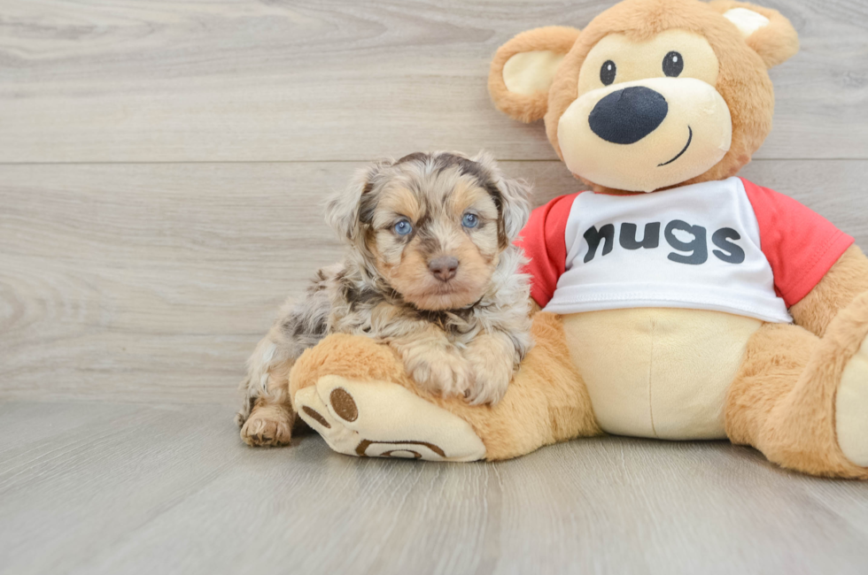 5 week old Mini Aussiedoodle Puppy For Sale - Lone Star Pups