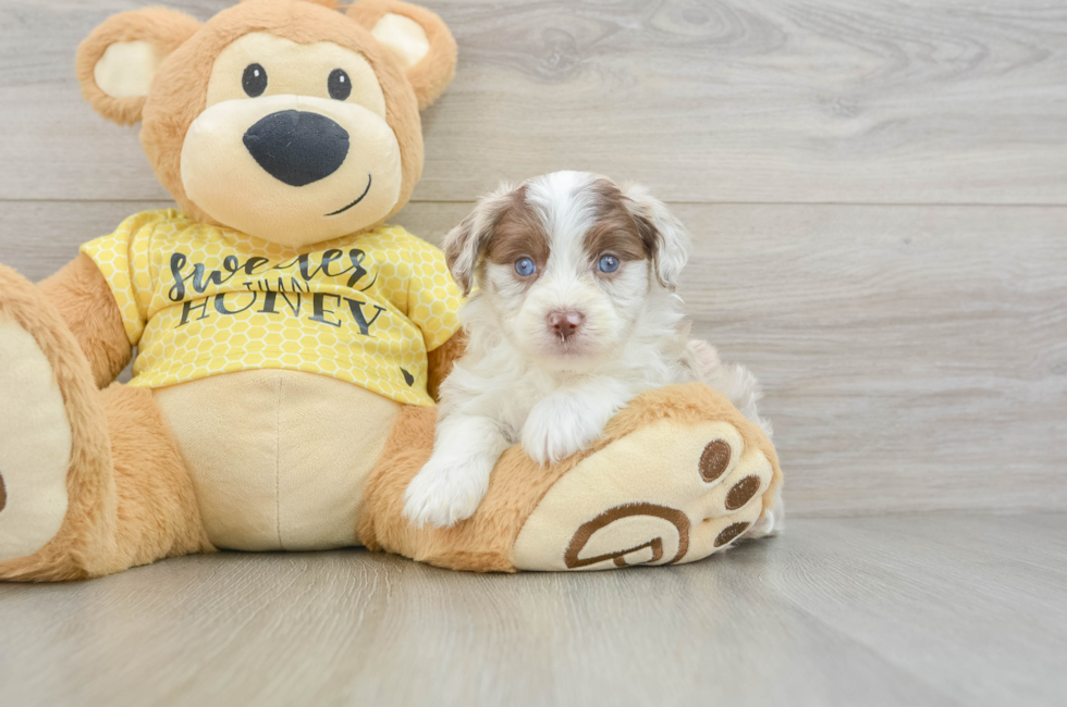5 week old Mini Aussiedoodle Puppy For Sale - Lone Star Pups
