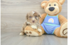 Mini Aussiedoodle Puppy for Adoption