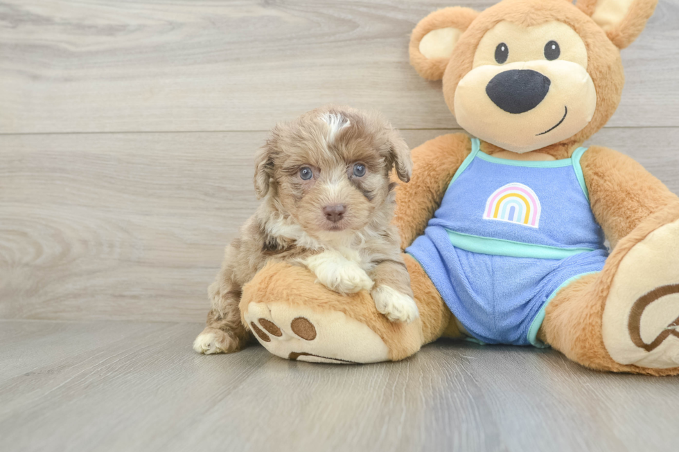 Mini Aussiedoodle Puppy for Adoption