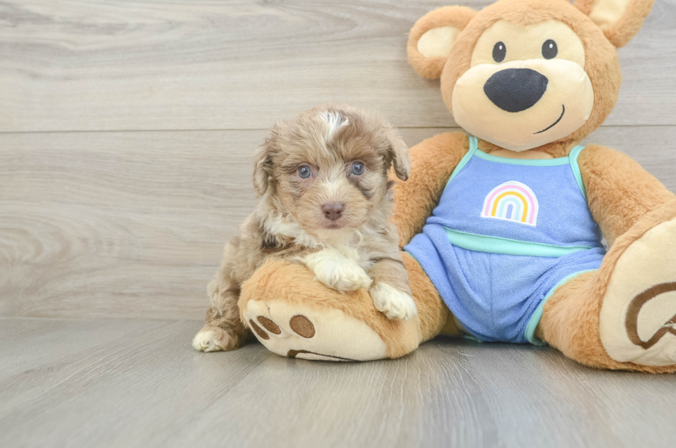 5 week old Mini Aussiedoodle Puppy For Sale - Lone Star Pups