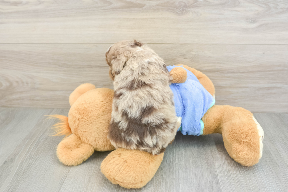 Mini Aussiedoodle Puppy for Adoption