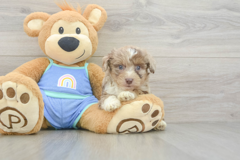 Best Mini Aussiedoodle Baby