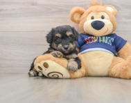 7 week old Mini Aussiedoodle Puppy For Sale - Lone Star Pups