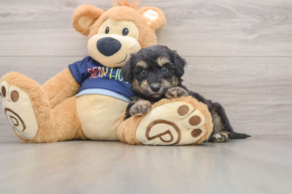 Friendly Mini Aussiedoodle Baby