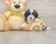 8 week old Mini Aussiedoodle Puppy For Sale - Lone Star Pups