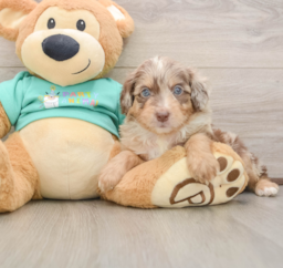 6 week old Mini Aussiedoodle Puppy For Sale - Lone Star Pups