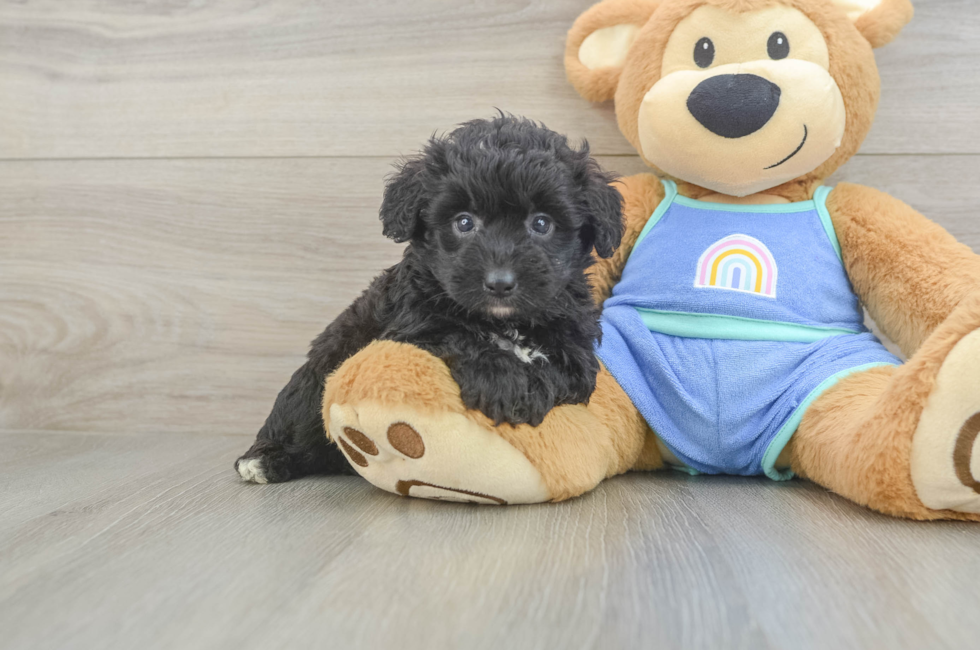 5 week old Mini Aussiedoodle Puppy For Sale - Lone Star Pups