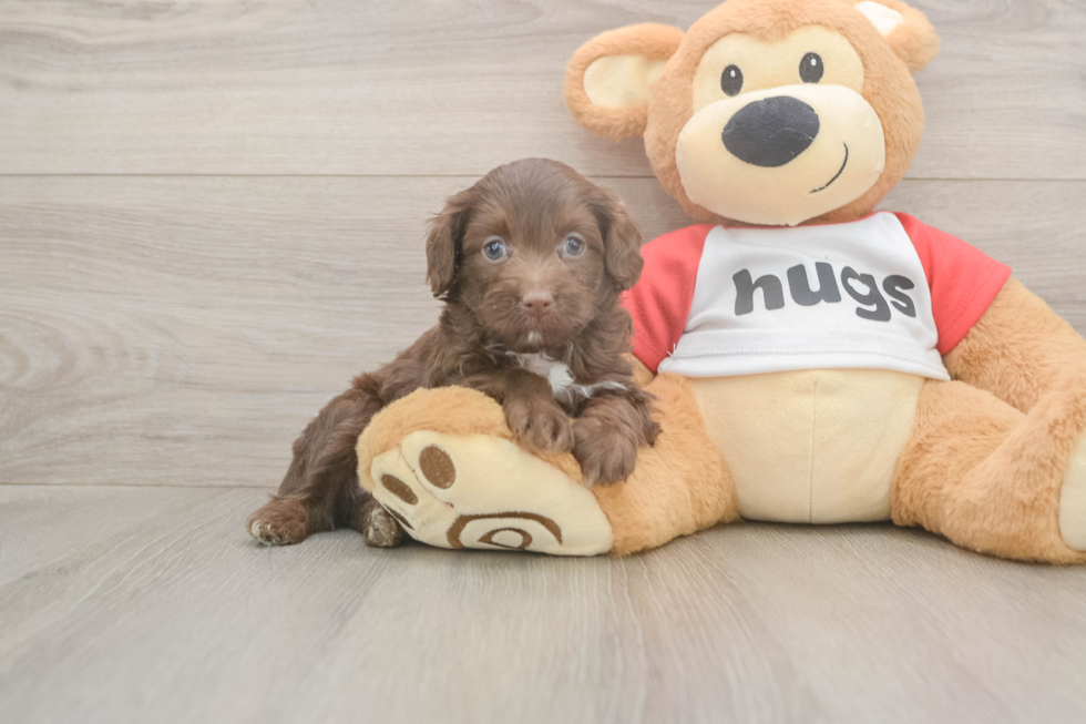 Meet Gussie - our Mini Aussiedoodle Puppy Photo  1/3 - Lone Star Pups Popular Mini Aussiedoodle Poodle Mix Pup