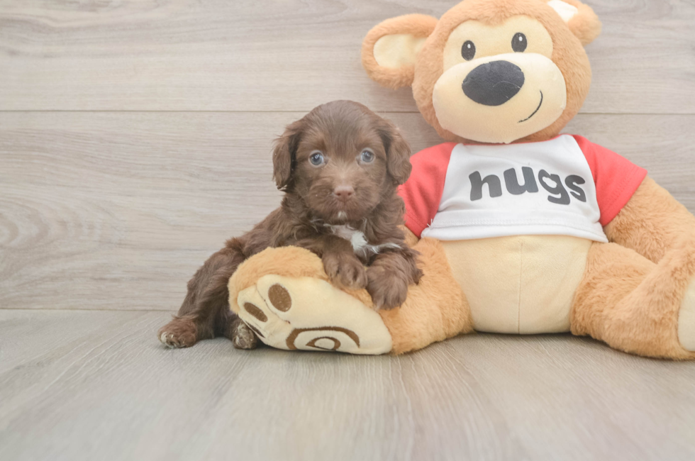 5 week old Mini Aussiedoodle Puppy For Sale - Lone Star Pups