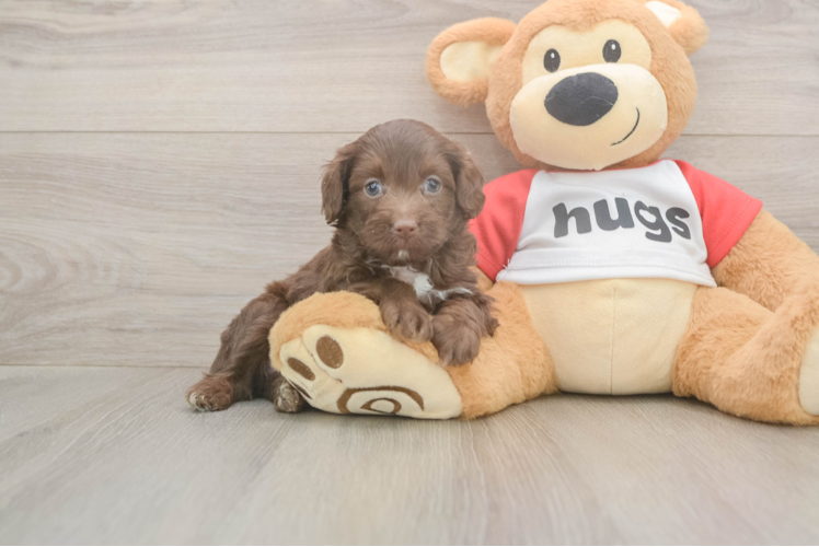 Meet Gussie - our Mini Aussiedoodle Puppy Photo  1/3 - Lone Star Pups Popular Mini Aussiedoodle Poodle Mix Pup