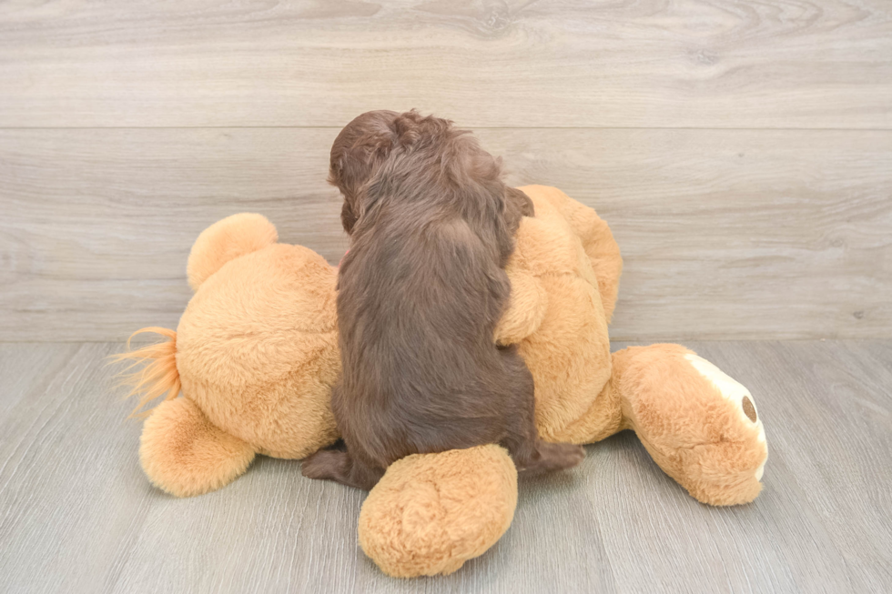 Meet Gussie - our Mini Aussiedoodle Puppy Photo  3/3 - Lone Star Pups Little Mini Aussiepoo Poodle Mix Puppy
