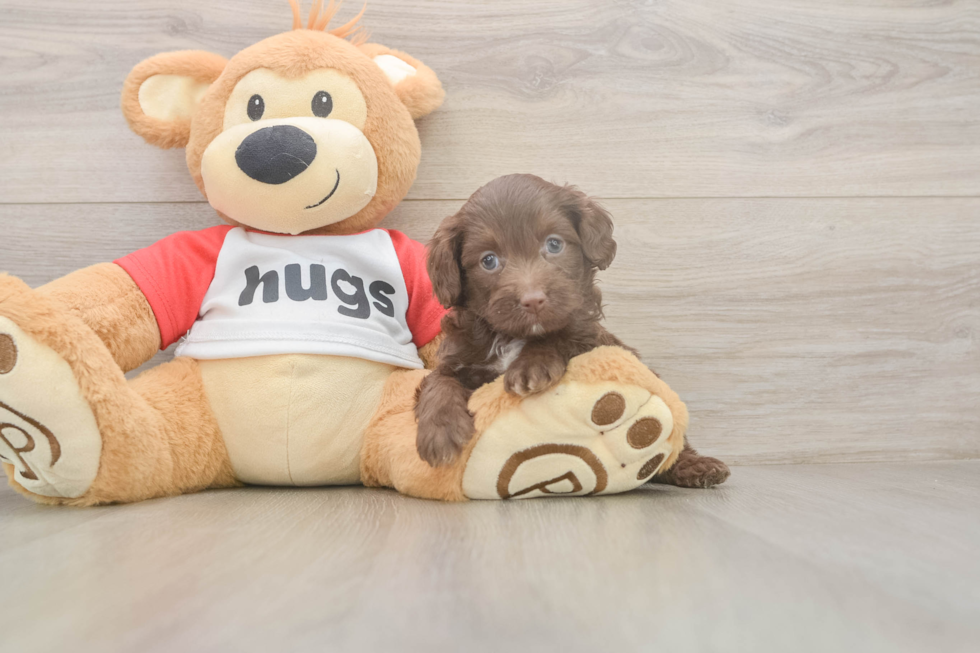 Meet Gussie - our Mini Aussiedoodle Puppy Photo  2/3 - Lone Star Pups Adorable Mini Australian Shepherd X Poodle Mix Poodle Mix Puppy
